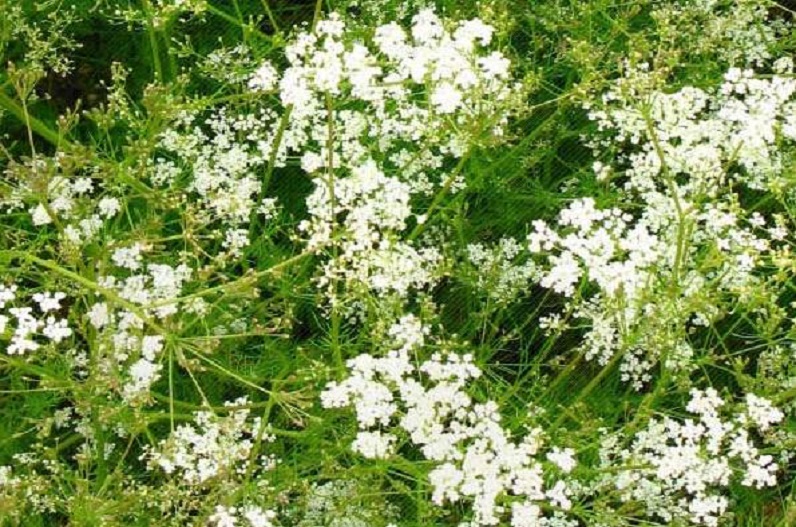 इस फसल की खेती कर लखपति बन रहे किसान, जानिए इसे लगाने की विधि और इसकी उपयोगिता