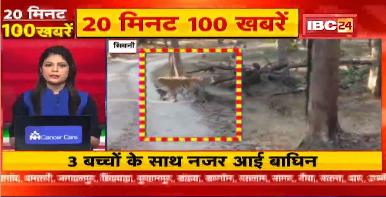 3 बच्चों के साथ नजर आई बाघिन | 20 Minute 100 News | MP-CG Latest News