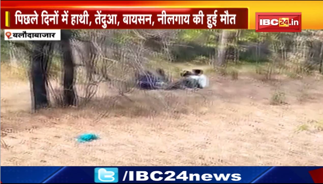 चारागाह के फेंसिंग तार में फंसकर नीलगाय की मौत। पिछले दिनों में हाथी, तेंदुआ, बायसन, नीलगाय की हुई मौत