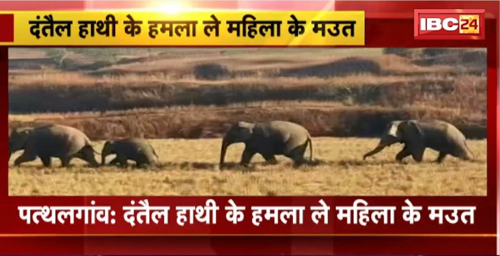 Pathalgaon Elephant Attack