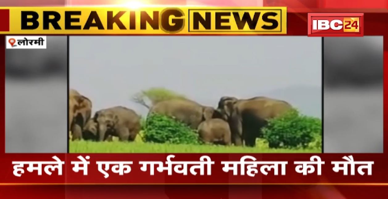 लोरमी में हाथियों के हमले से गर्भवती की मौत। हाथियों से जान बचाकर भागते वक्त हुई महिला की मौत