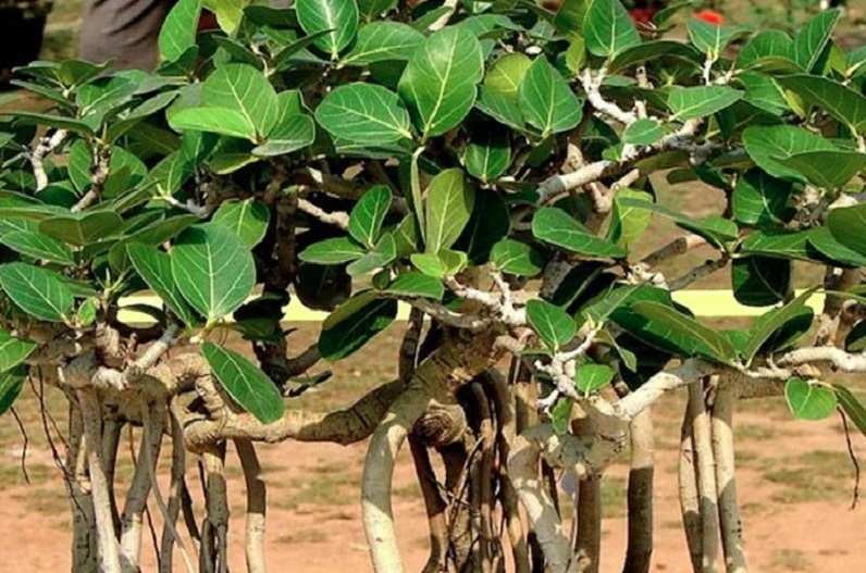 Luck will shine with the remedy of banyan leaves