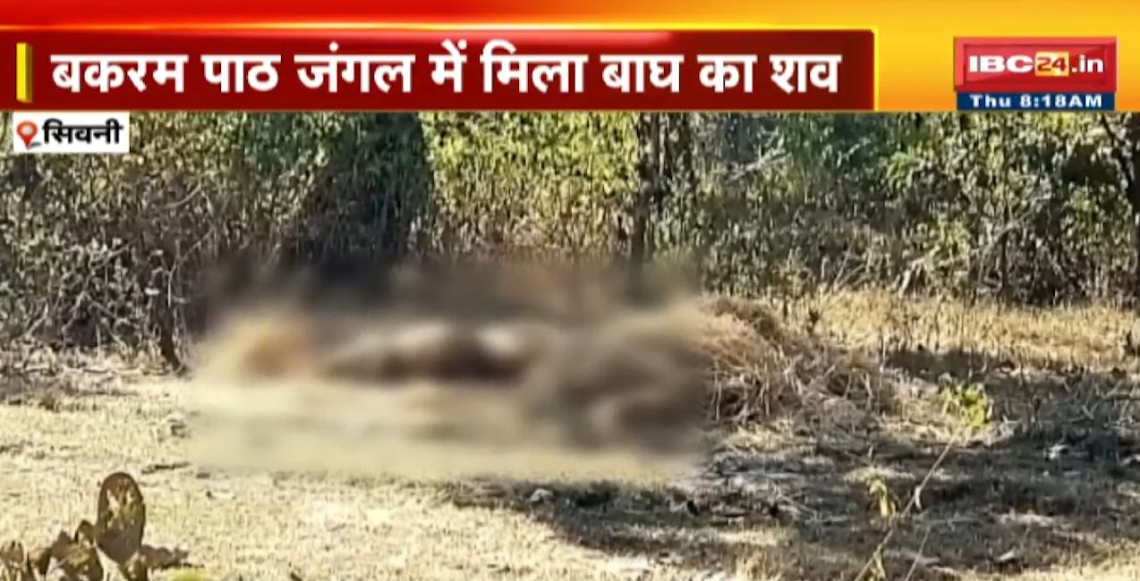 बकरम पाठ जंगल में मिला बाघ का शव। ग्रामीणों ने दी वन विभाग को सूचना