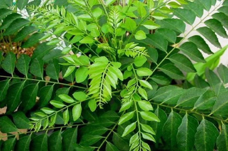 Curry leaves cure diabetes