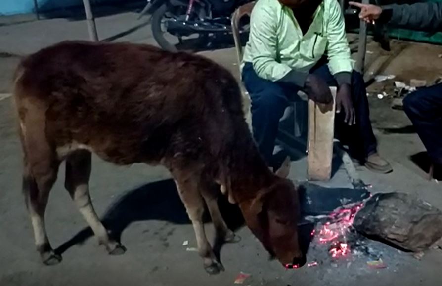 छत्तीसगढ़: धधकता हुआ अंगार खा रहा गाय का बछड़ा, वीडियो देख फटी रह जाएगी आंखें