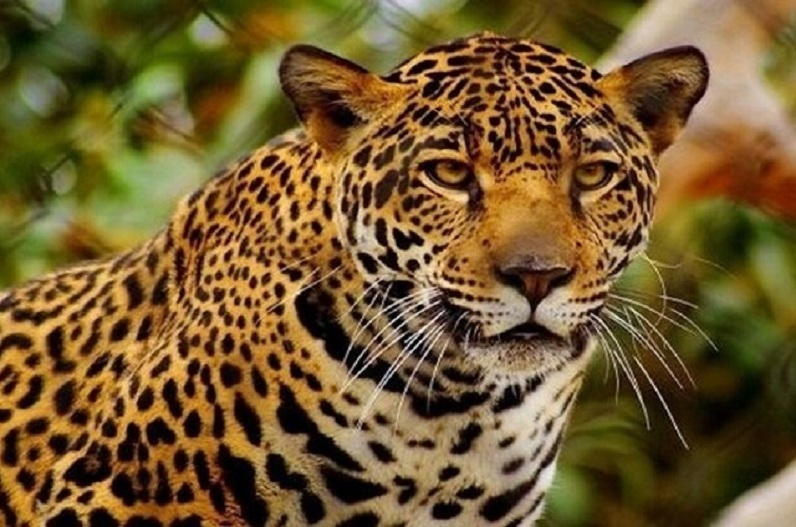 The dreaded leopard injured more than 10 people in a single day.