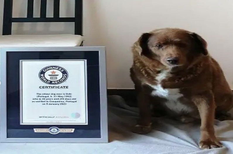 30 year old dog entered the Guinness Book of World Records