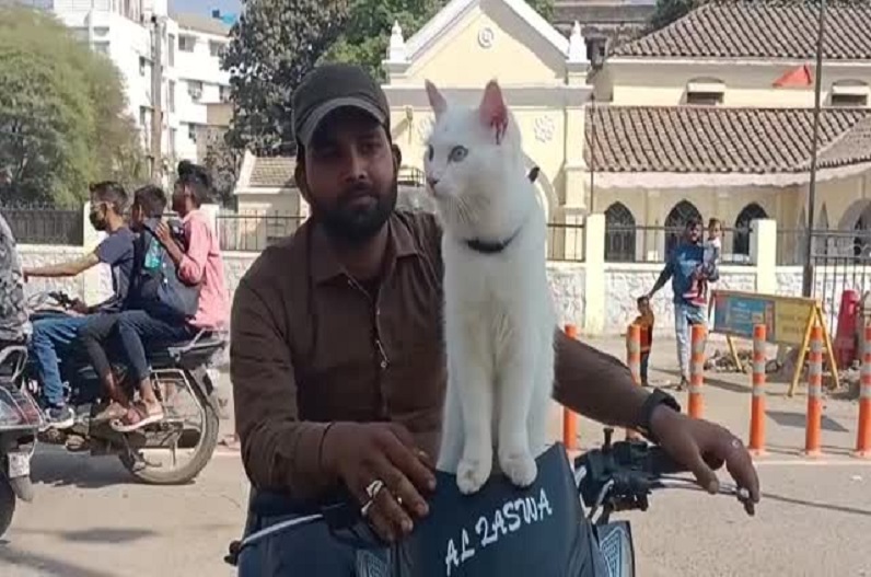 पालतू बिल्ली के अजब-गजब शौक..! शहर की सुनसान सड़कों पर ऐसे काम करना है पसंद, कारनामे देखकर दंग रह जाएंगे आप