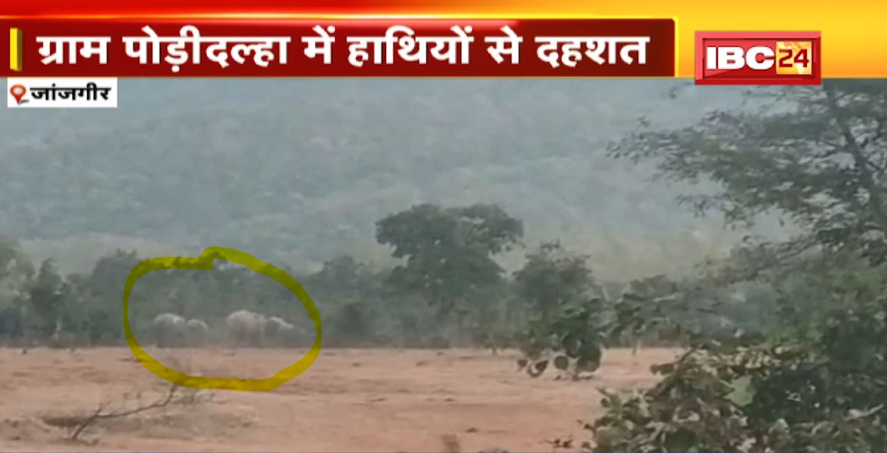 जांजगीर चांपा जिले के पोढ़ीदल्हा गांव पहुंचा 13 हाथियों का दल। वन विभाग की टीम कर रही निगरानी