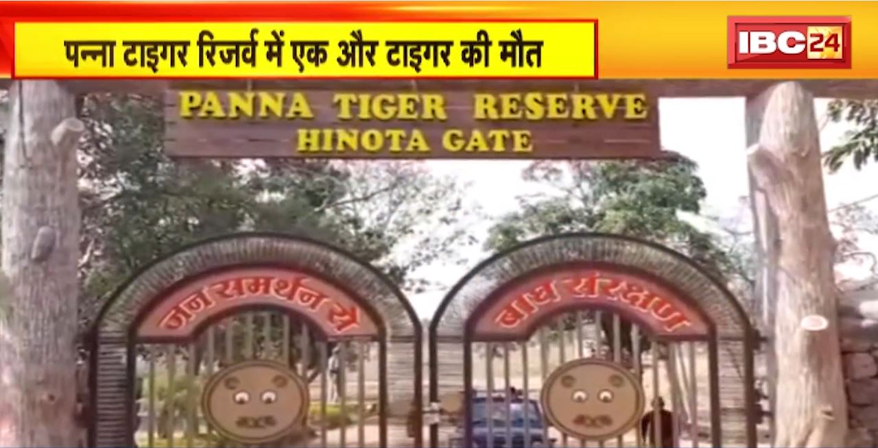 Panna Tiger Reserve News : बाघिन टी-1 की संदिग्ध मौत। मनोर गांव के पास मिला बाघिन का कंकाल
