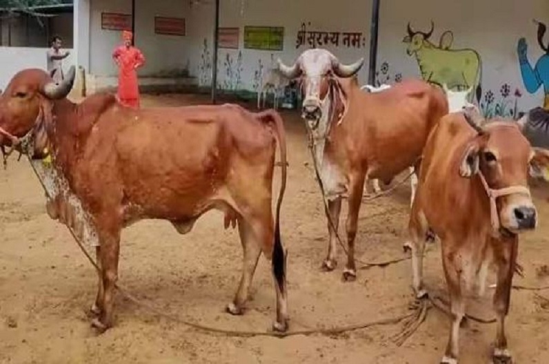 14 फरवरी को मनाएं ‘Cow Hug Day’, केंद्र सरकार ने देशवासियों से की अपील