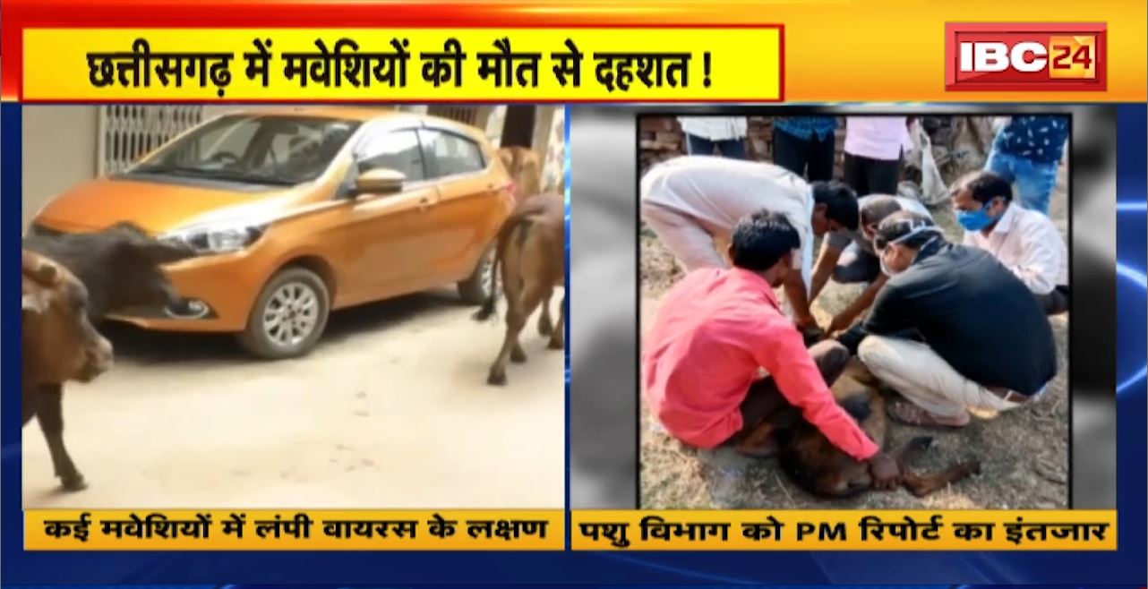 Chhattisgarh में मवेशियों की मौत से दहशत!  Dantewada और Durg में हुई 7 मवेशियों की मौत