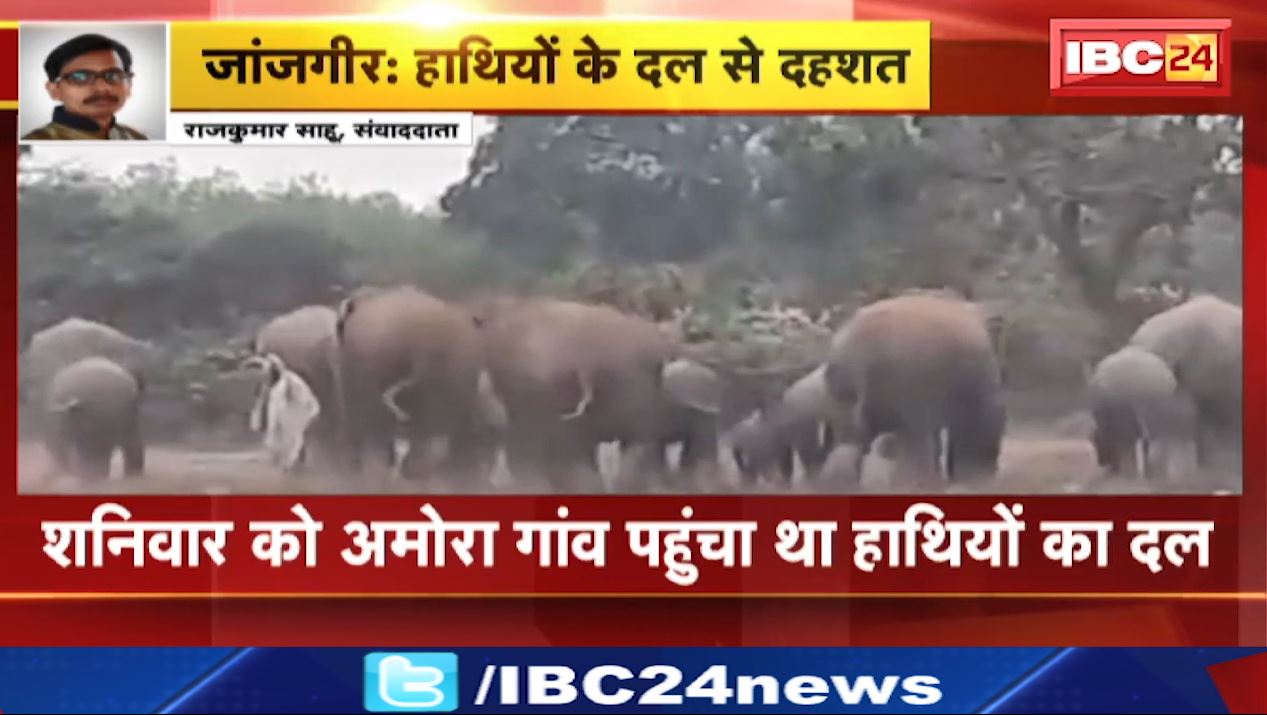 जांजगीर चांपा जिले में पहुंचा हाथियों का दल। अकलतरा ब्लॉक के पकरिया गांव पहुंचे 10 हाथी