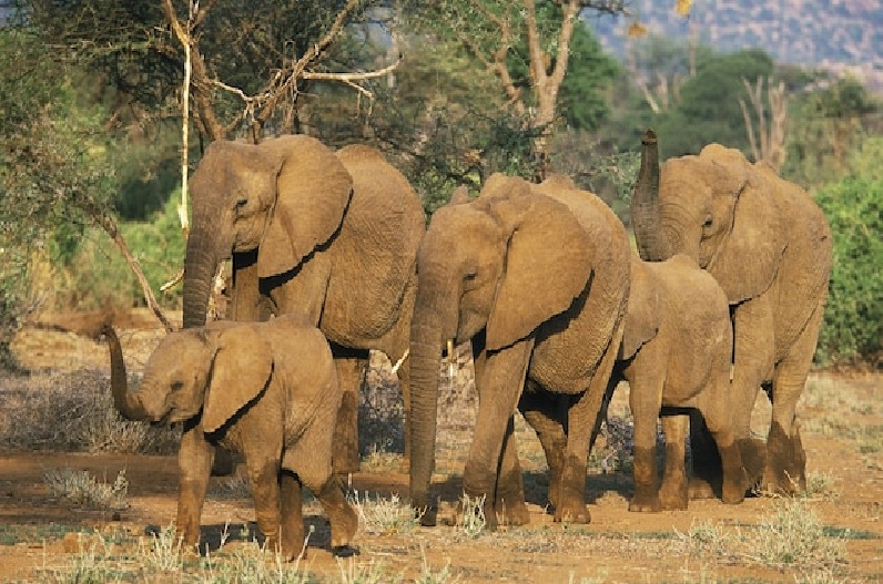30 elephants created a ruckus