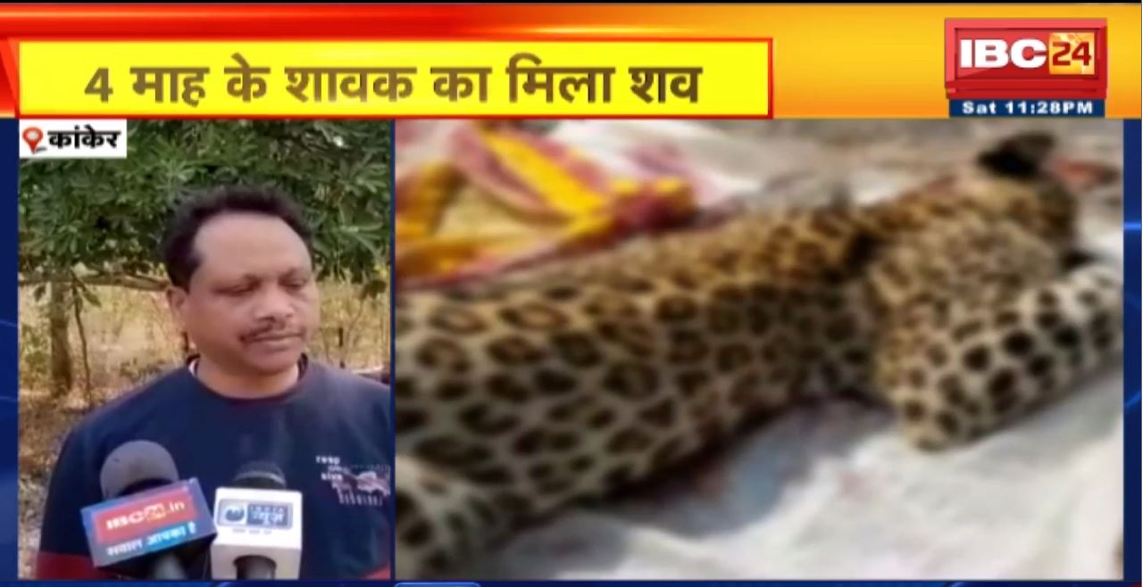 Kanker News : तेंदुए के 4 माह के शावक का मिला शव। शावक के शरीर में मिले चोट के निशान
