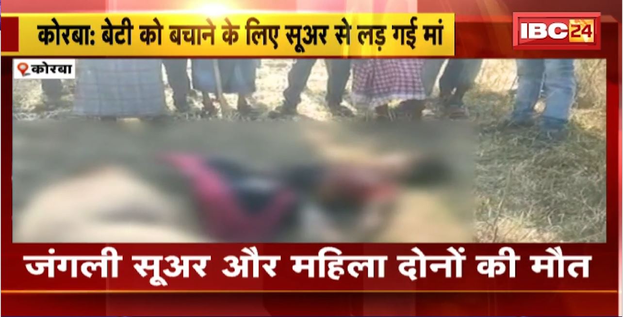 Korba News : बेटी को बचाने के लिए सूअर से लड़ गई मां। दोनों के बीच 25 मिनट तक चला संघर्ष