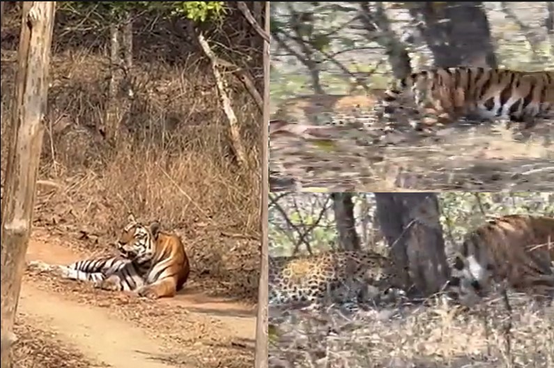 Panna tiger reserve video
