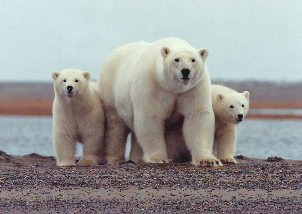 International Polar Bear Day : इसलिए मनाया जाता है अंतर्राष्ट्रीय पोलर बियर डे, सच्चाई जानकर हो जाएंगे हैरान..
