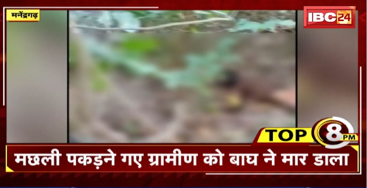 TOP 8 PM : मछली पकड़ने गए ग्रामीण को बाघ ने मार डाला । 8 Big News Today । CG TOP News
