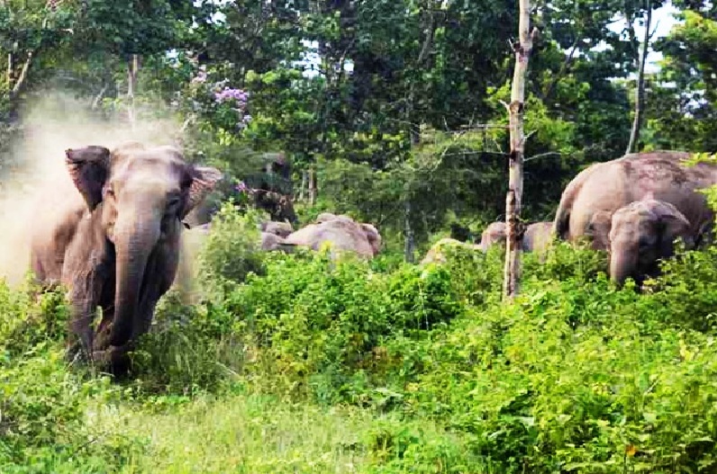 Elephant attack killed a villager