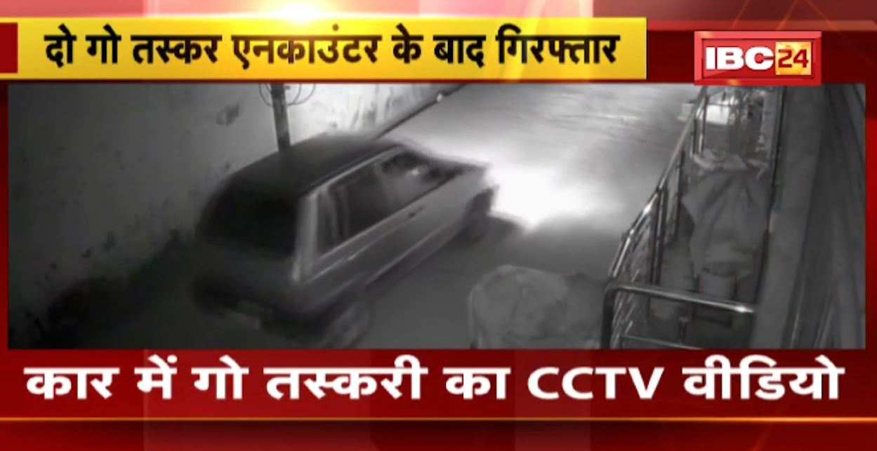 कार में गो तस्करी का लाइव वीडियो। छोटी कार में सड़क से गाय को उठा ले गए तस्करी। देखिए वीडियो..