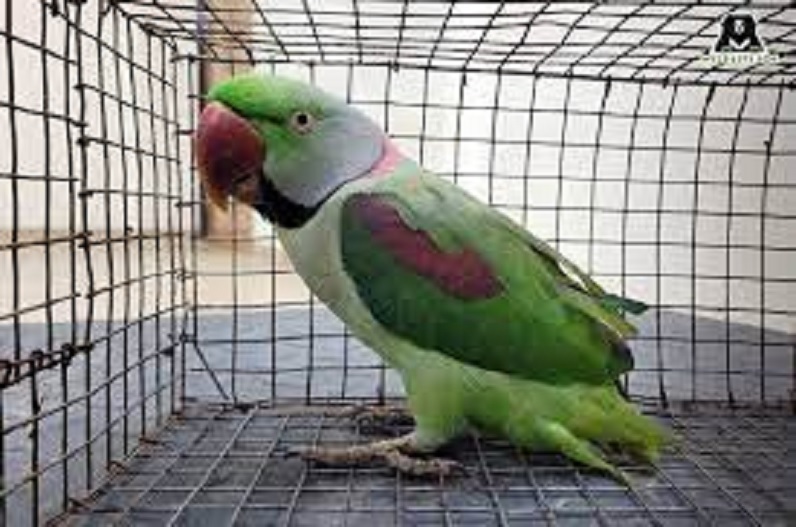 Parrot owner went to jail