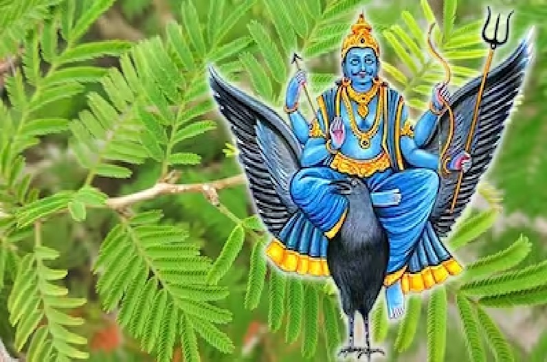 न्याय के देवता शनिदेव को करना है प्रसन्न तो घर पर जरूर लगाए यह पौधा, ख़त्म हो जायेंगे सारे घरेलू झंझट