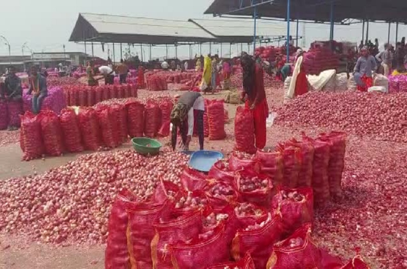 Farmers are demanding government procurement when onion prices are cheap