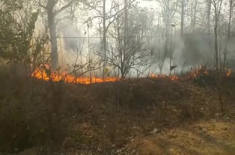 Fierce fire broke out in teak plant under Munmuna forest
