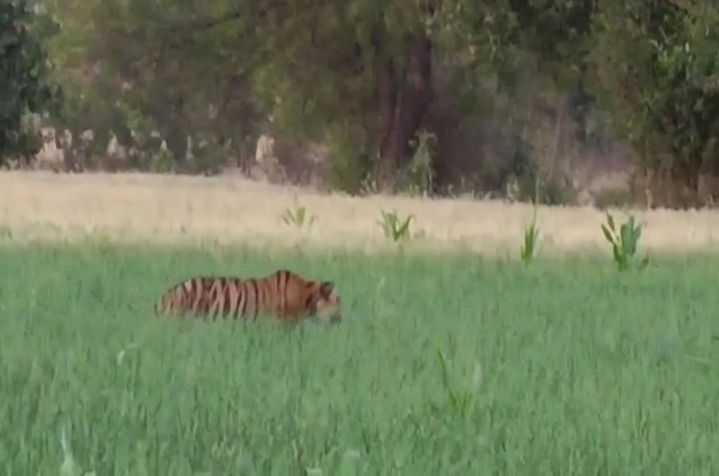 Khargone news: बीजेपी बूथ अध्यक्ष के बाद अब बाघ ने इसे बनाया शिकार, ग्रामीणों में दहशत का माहौल