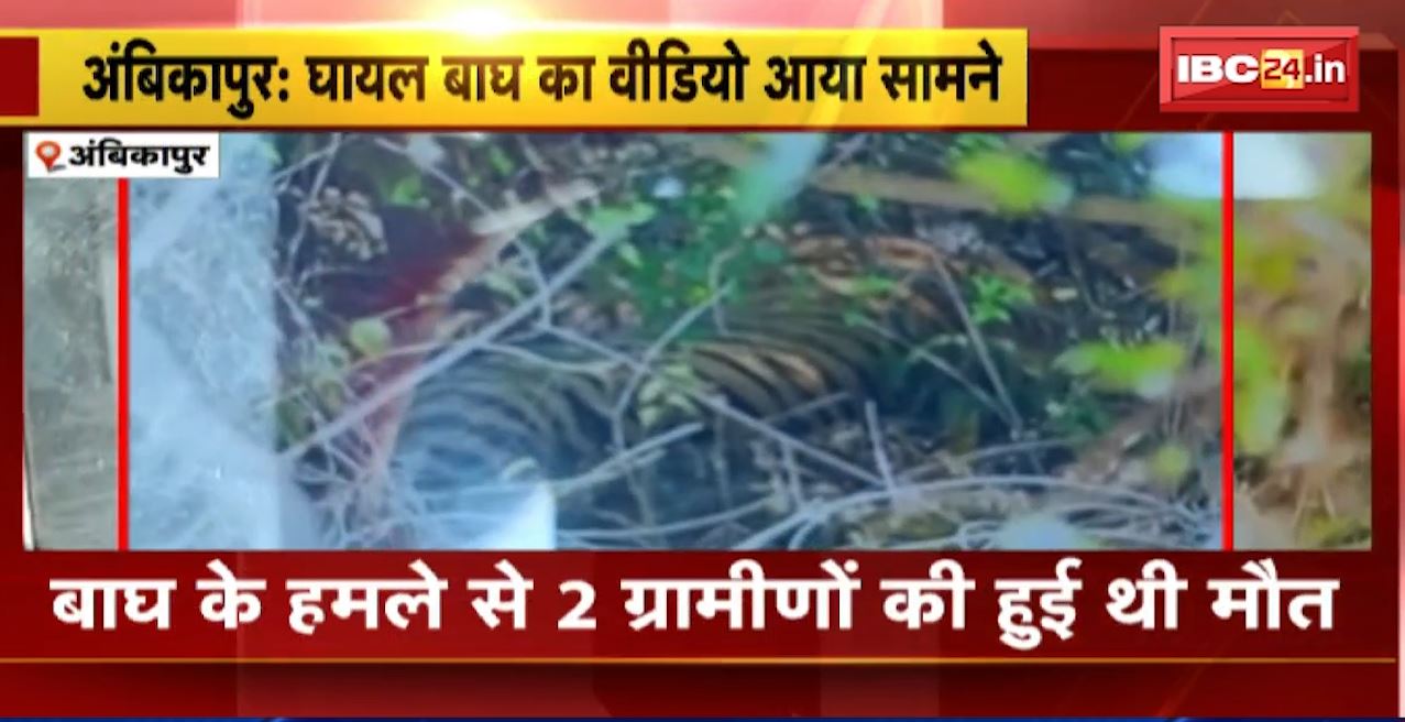 Ambikapur Tiger News : घायल बाघ का वीडियो आया सामने। बाघ के हमले से 2 ग्रामीणों की हुई थी मौत। गुस्साए ग्रामीणों ने बाघ पर किया था हमला