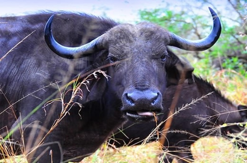 Buffalo ko lekar hua vivad