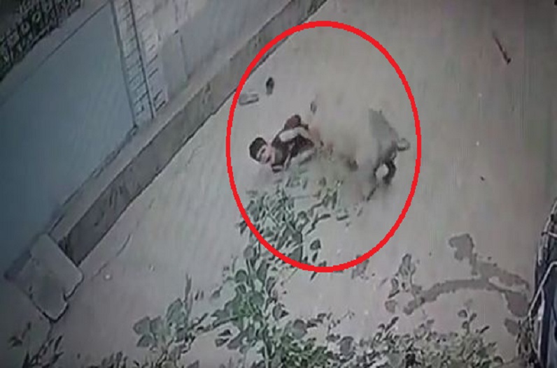 Pig attack CCTV video