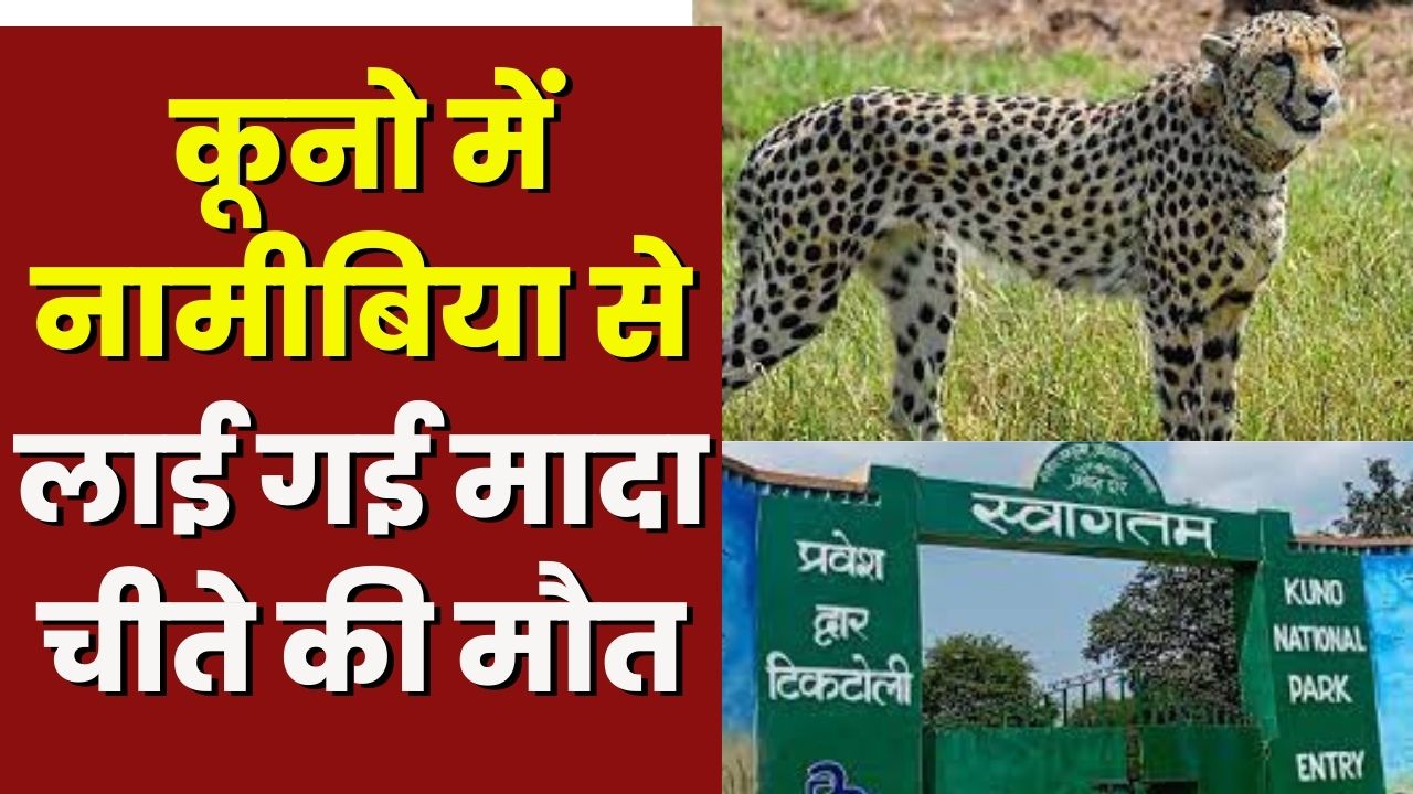 Cheetah Death: Kuno में Namibia से लाई गई मादा चीते की मौत | कई दिनों से थी बीमार