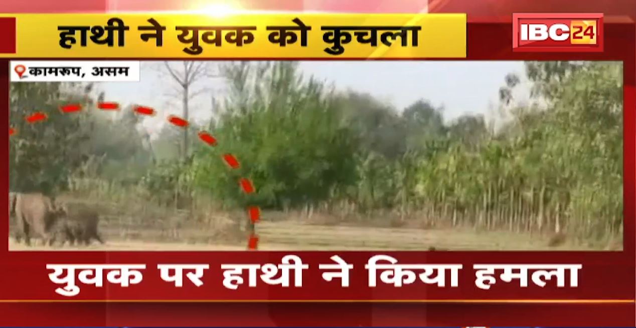 युवक को हाथी ने कुचला। खेत में भाग रहे युवक पर हाथी ने किया हमला। हमले का वीडियो वायरल देखिए…