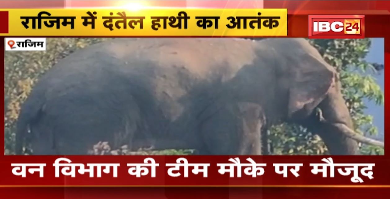 राजिम में दंतैल हाथी का आतंक जारी। हाथी के कुचलने से फिर एक की मौत। सामुदायिक भवन के बाहर सो रहा था ग्रामीण