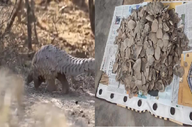 Hunters roaming around trying to sell 10 kg pangolin silk arrested