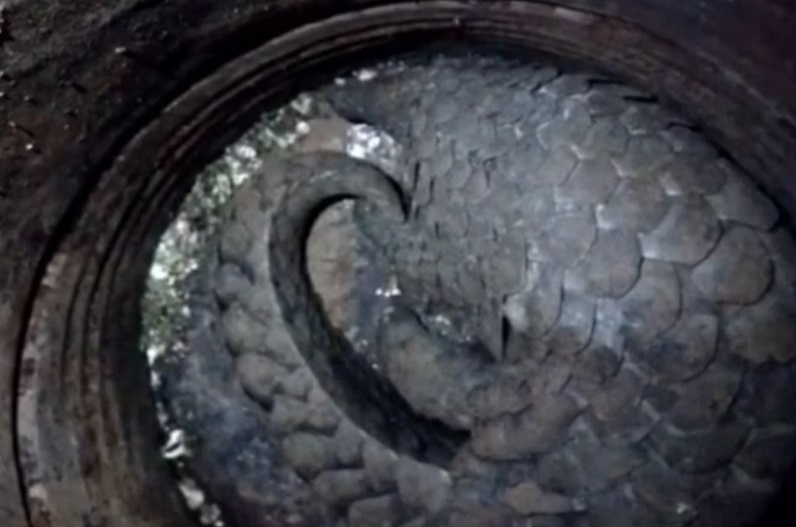 7 people including head constable arrested for smuggling pangolin