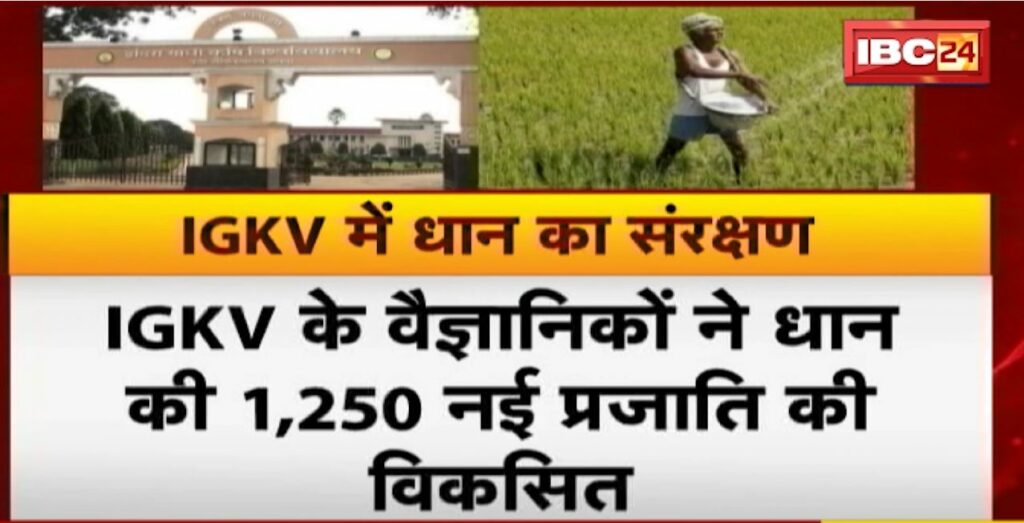 Protection of paddy in Indira Gandhi Krishi Vishwavidyalaya