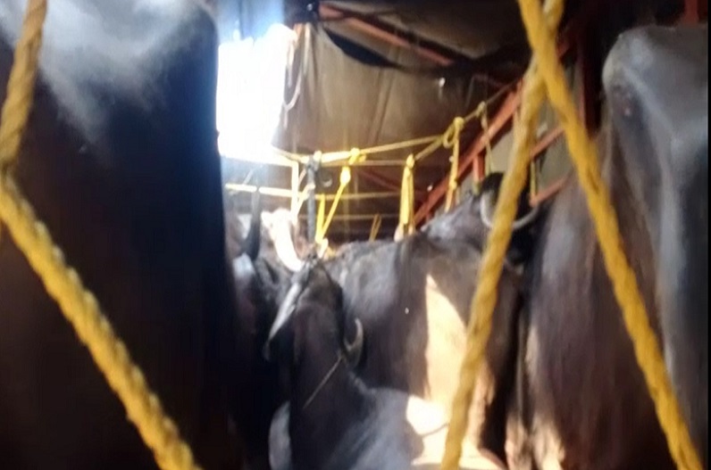 Caught taking 17 cattle to slaughter house