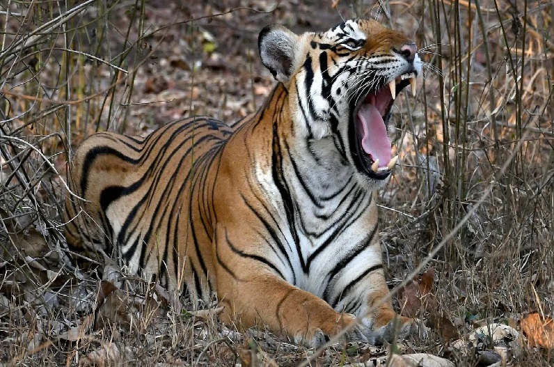 Tiger attack in Ambikapur