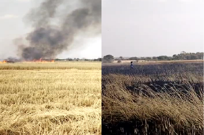 20 bighas of wheat crop destroyed due to spark from electric pole and wires