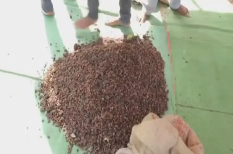 5 managers who rigged forest produce purchase were dismissed from service