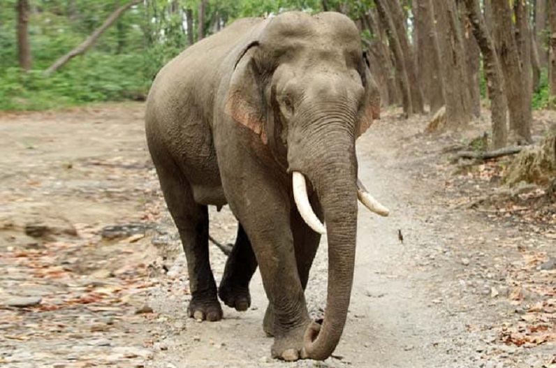 Alert issued in eight villages due to Dantail Elephant