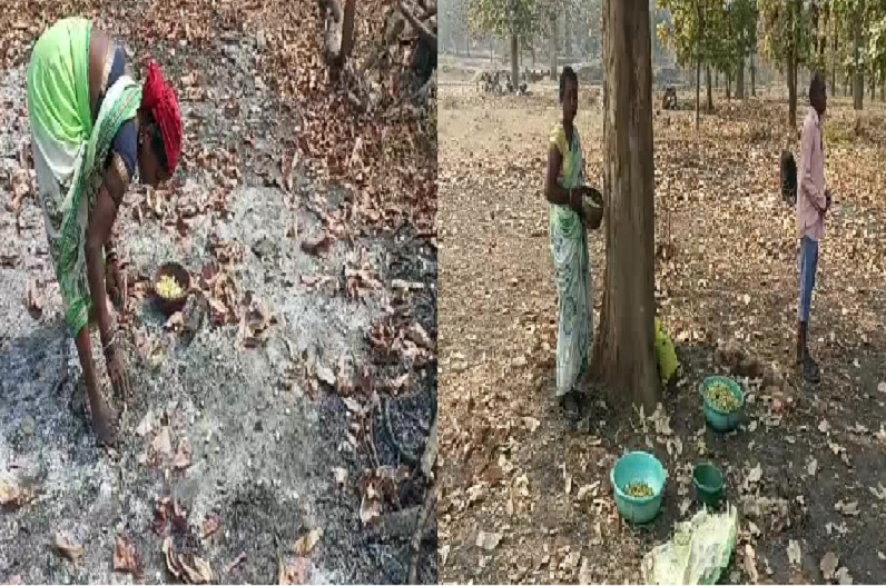 Villagers are becoming self-sufficient by earning a lot of income by cultivating Mahua