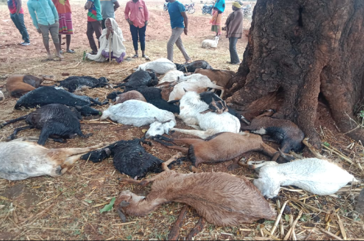 बादलों ने बरपाया कहर! आकाशीय बिजली गिरने से एक व्यक्ति सहित कई मवेशियों की मौत, फसलें हुई चौपट