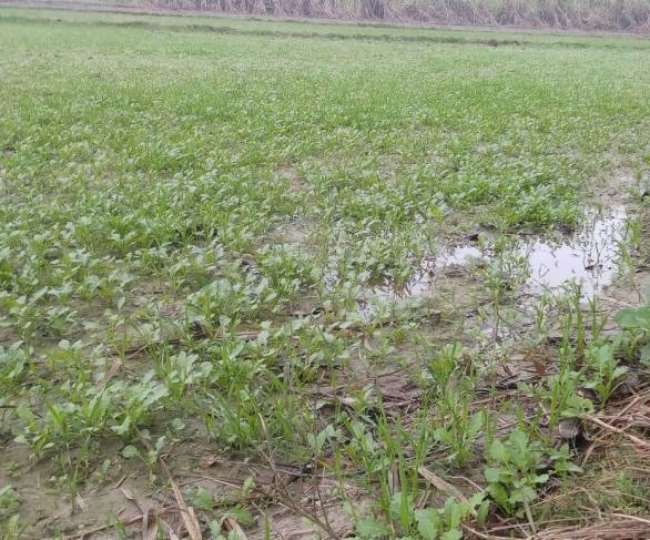 बेमौसम बारिश ने कर दिया किसानों को परेशान, ओलावृष्टि से फसलों को भारी नुकसान…