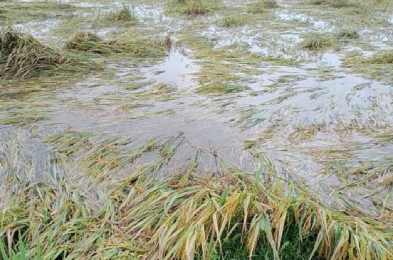 बेमौसम बारिश से किसान परेशान, ओलावृष्टि से करीब 20 प्रतिशत फसल को नुकसान…