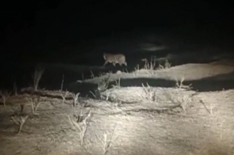 Surajpur news: गांव में फैली दहशत, घर से बाहर पांव रखने को कांप रहे ग्रामीण..! जानिए वजह