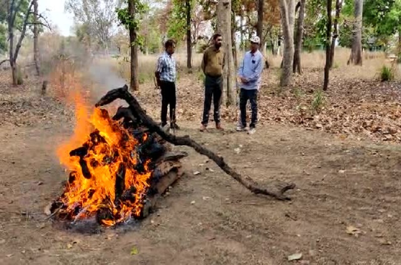 Tiger bones found in the forests of Umaria were destroyed according to the guidelines of NTCA